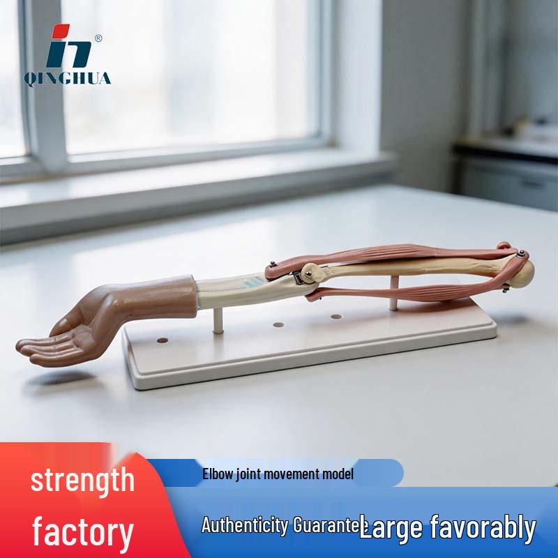 Модель движения локтевого сустава для биологического образования Length 28CM