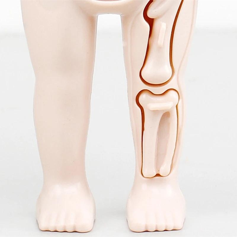 14 ks/sada pro děti, DIY montáž, věda, rané vzdělávání, struktura lidských orgánů, model, lékařské puzzle, hračka, kognitivní učení, dárek, výukové nástroje