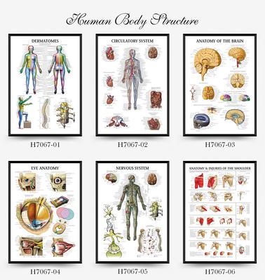 Human Tissue Structure Muscle Gym Medical Education Decorative Canvas Painting Poster Wall Art for Home Decor
