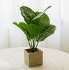 Artificial Turtle Back & Caladium Leaf Plants - Small Potted Decorations for Office, Living Room, or Coffee Table