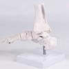 PVC Human Foot Skeleton Model For Anatomy Teaching Learning With Accurate Bone Structure Representation In Classrooms