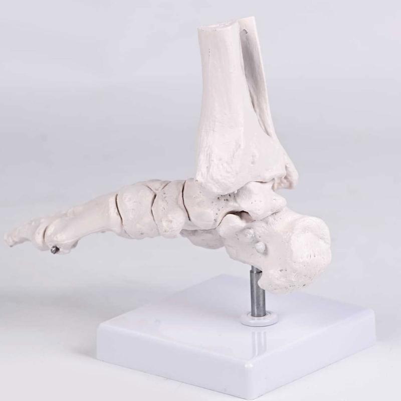 PVC Human Foot Skeleton Model For Anatomy Teaching Learning With Accurate Bone Structure Representation In Classrooms