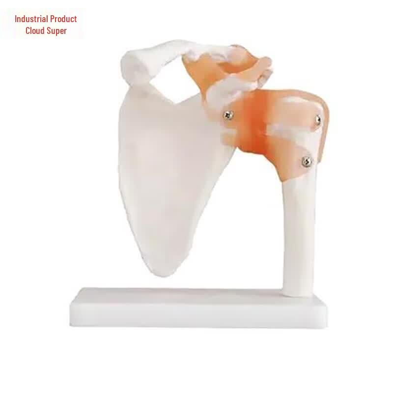1:1 Human Shoulder Joint Model with Ligaments