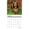 Willow Creek Press, Just Dachshunds 2026 Wall Calendar, 12'' X 12'', 18-Month Calendar with Stapled Binding