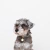 Charm Leather Dog Collar for Small Dogs and Medium Dogs Genuine Cow Leather Shrink Processing Lightweight Adjustable Size Leather for Walks and