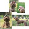 Cappellino Stiloso per Cane 4 Misure Disponibili Design Traspirante Cappellino Parasole per Animali Domestici Ideale per Passeggiate Quotidiane e Giochi Spiaggia