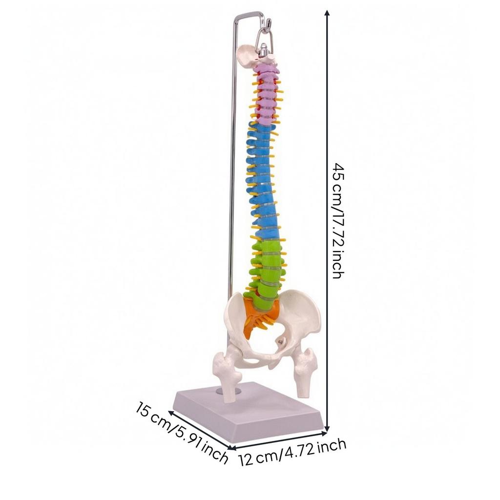 Anatomical Spine Teaching Model Sturdy for Classrooms, Teachers