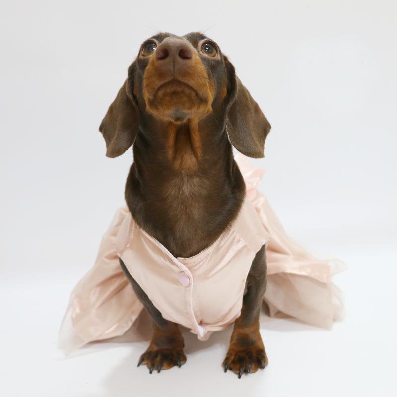 Lace Sleeveless Dress for Dachshund Dogs Summer Pink Suspended bubble Skirt For Female Dachshund Dogs in Spring Party Weeding
