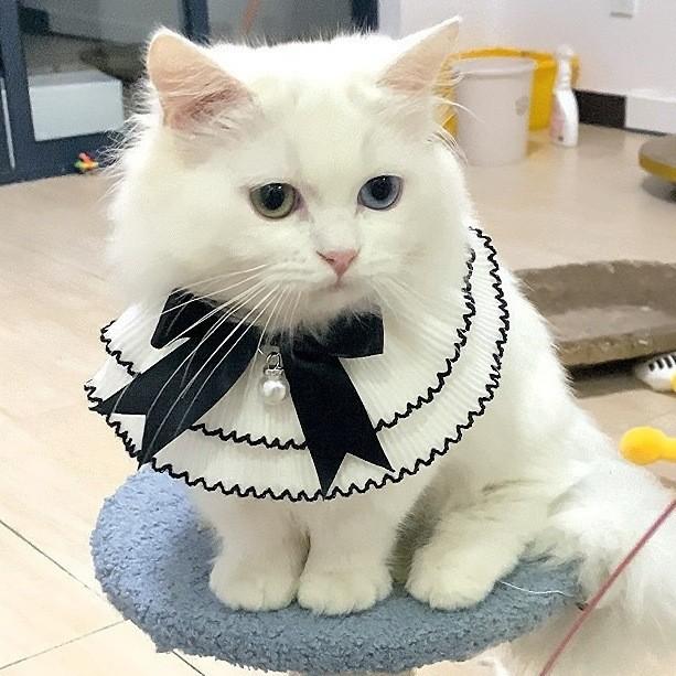 Spot Pet Lace Collar White Double Layer Lace Bib Cat Dog Adjustable Saliva Towel Photo Accessories