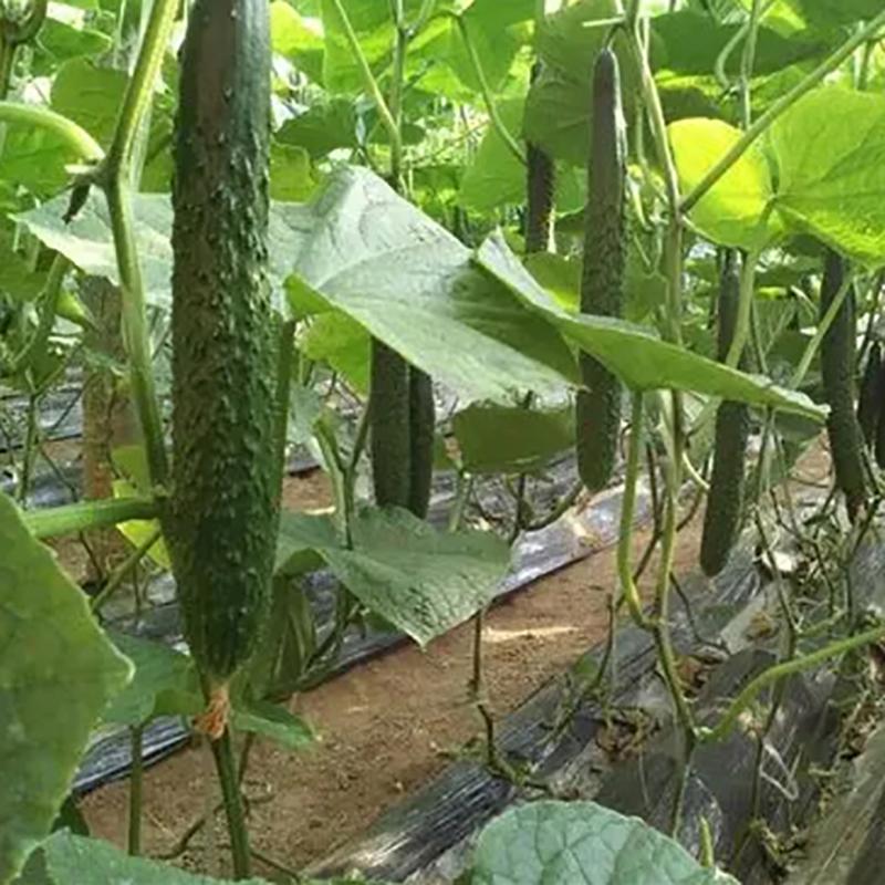 Okurka Profesní hnojivo pro zahradní rostliny Hnojivo pro podporu růstu plodin