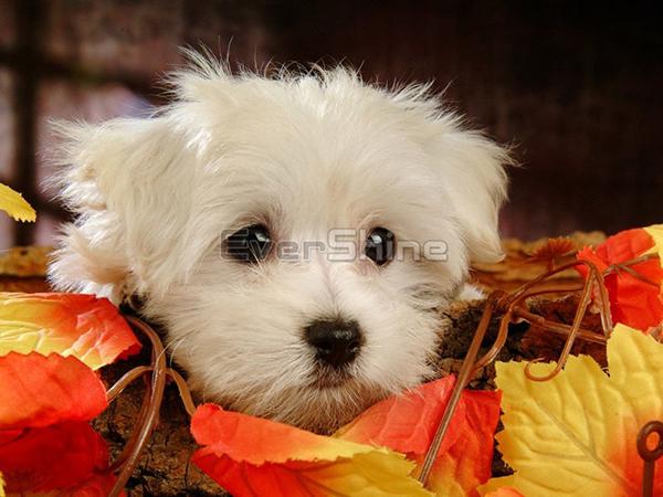 Diamond Painting Dog Full Square Round Diamond Výšivka Animal Rhinestones Pictures Crafts Kit