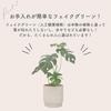 Rilmy Fake Green Tabletop Plants Monstera Artificial Flowers Artificial Plants Interior Stylish Interior Green Mini Fake 36cm Height with Pot Cover