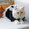 Dog Costume Dress Cat Clothes Cute Clothing Outfits Small Animal Lace Decors Apparel for Girl Cat Puppies Small Dogs