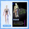 HYEANHLPYE Human Anatomy Model Toy, Transparent Full Body Human Blood Vessel Model Toy, Mannequin, Removable Organs and Skeleton Model, Disassembly Pu