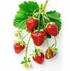 Charming Strawberry Waterproof Kitchen & Refrigerator Stickers