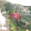White Nylon Garden Insect Net Drawstring Cover for Plants & Fruit Trees