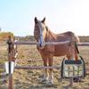 5Pcs Adjustable Horse Stall Bucket Strap Outdoor Feeding Hanging Strap Horse Bucket Straps Hanging Barn Fixed Rope