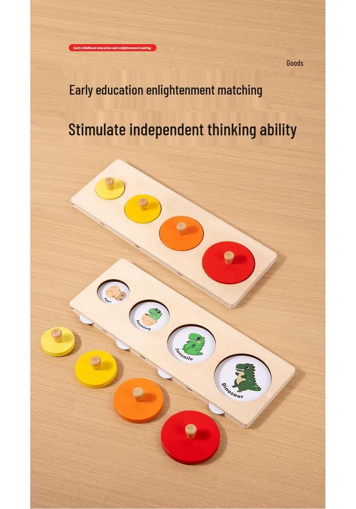 Montessori Life Cycle Growth Puzzle for Kindergarten & Small Classes - Educational Science Toy