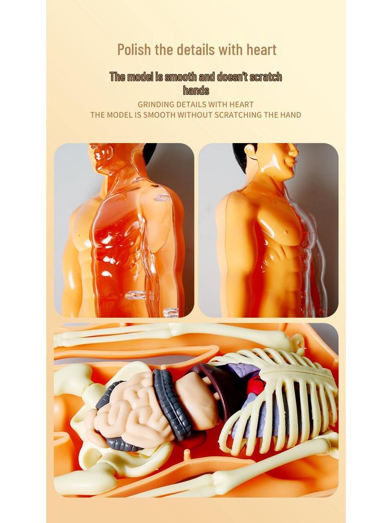 Detachable Human Skeleton Model Educational Toy for Kids