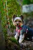 CITY LEASH for a large dog (shepherd dog) over 20 150 Ukory FLOWERS