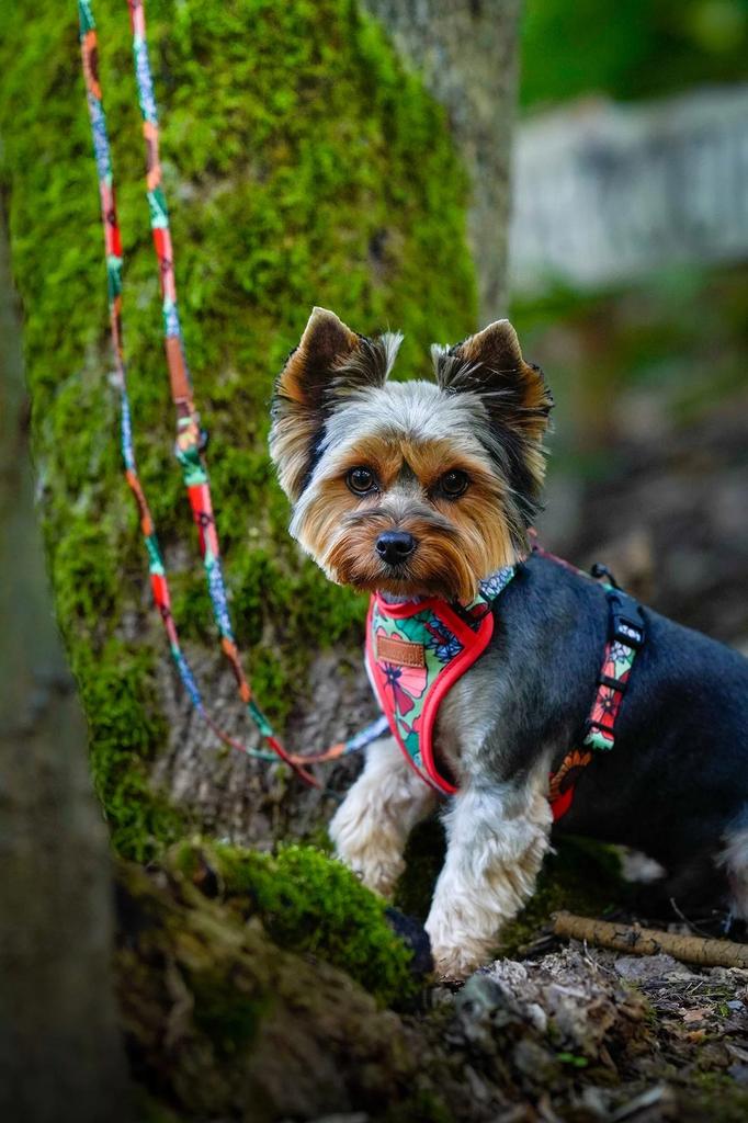 CITY LEASH for a large dog (shepherd dog) over 20 150 Ukory FLOWERS