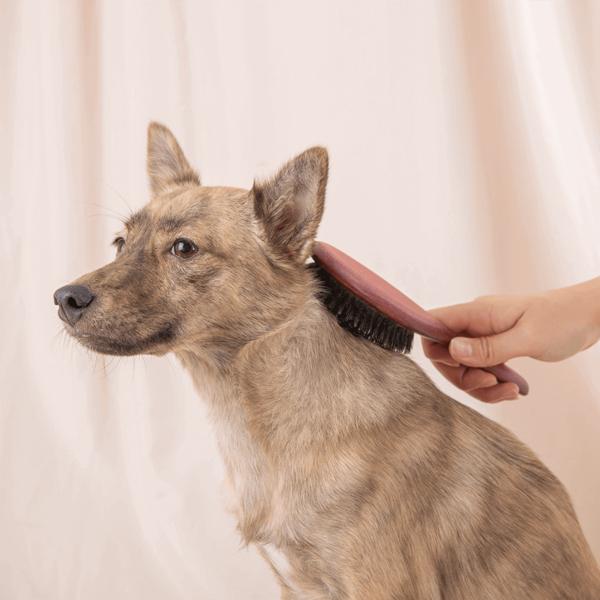 Masalcoso Hundebürste 23cm, Koreanisches Haustiershampoo