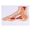 Modelo Anatômico da Articulação do Tornozelo e Pé com Músculos e Ligamentos Codificados por Cores para Ensino da Comunicação com o Paciente