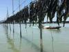 Fujian Xiapu Handcrafted Sun-Dried Kelp, 1 lb - Sand-Free, High-Quality, Free Shipping