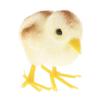 Artificial Lifelike Feathered Chick Sculpture Animals Figure for Home, Garden,