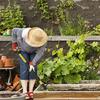 Gardening Weeder With Detachable Stainless Components Standing Operation Reduces Back Strain During Use
