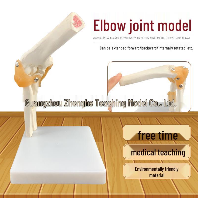 Human Elbow Joint Model: Medical Teaching Aid 12x12x39cm 0.55kg