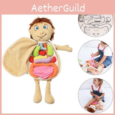Kids Human Body Anatomy Toy For Science Learning And Organ Awareness