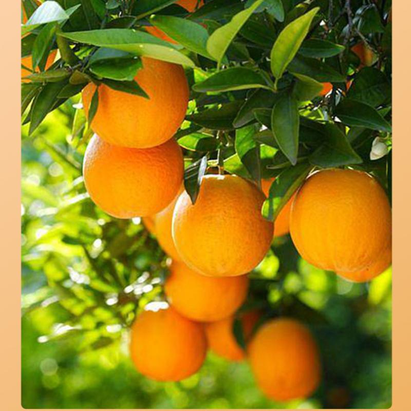 Vitamin C Seife SADOER Reinigungsbad Reinigungs Ätherisches Öl Handgemachte Seife