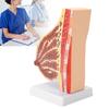 Lactating Bust Anatomical Model PVC Hand Made Lifelike Female Anatomical Chest Model for Lactation Teaching Nursing Training