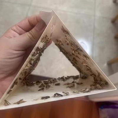 Home Kitchen And Clothing Adhesive Pantry Moth Traps With Pheromones Prime Clothes Closet Moth Traps Magic Moth Catcher