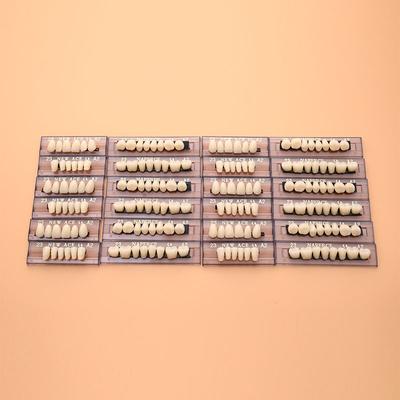 Resin Dental Synthetic Polymer Denture Card Model