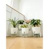 Thickened Transparent Self-Watering Green Radish Flower Pot for Home Use, Lazy Person's Special Indoor Green Plant Container wit