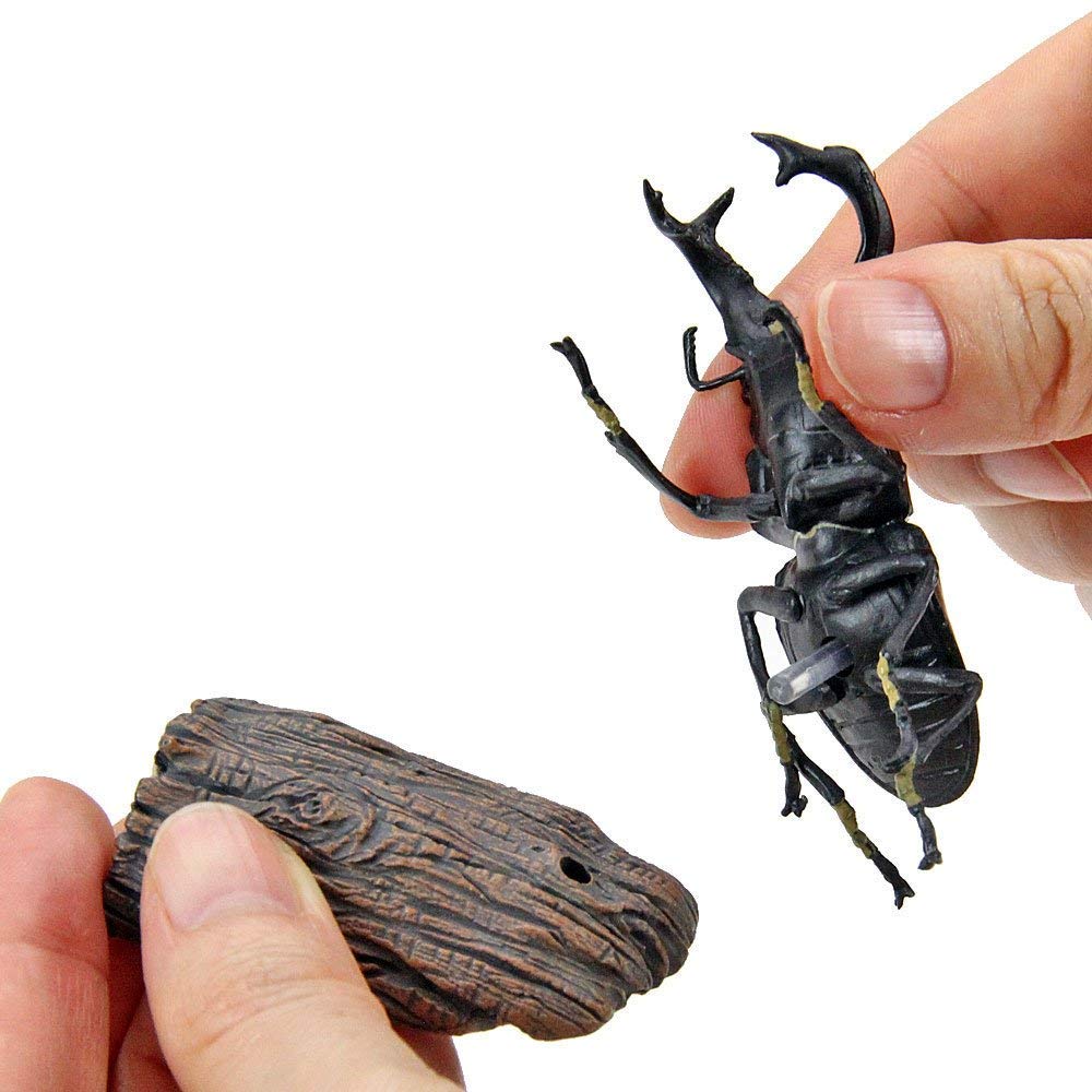 COLORATA Stag Beetle 3D Illustrated Book Types Explanation Realistic Figure Birthday Present Gift Sanitation Law Figure Box Beetle Christmas Present