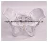 Female Pelvic Muscle and Pelvic Floor Model for Midwifery and Childbirth Education