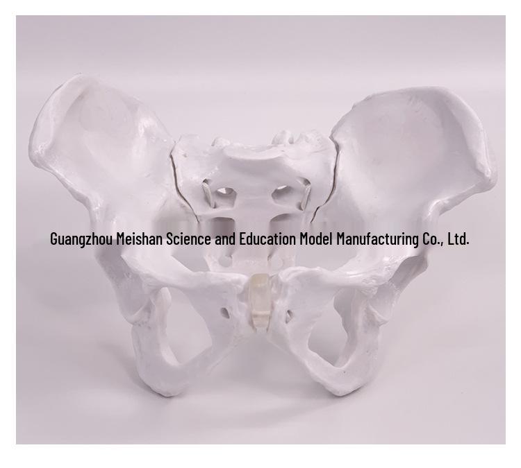 Female Pelvic Muscle and Pelvic Floor Model for Midwifery and Childbirth Education