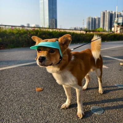 Giyim ve ayakkabı – Köpek için şapkalar