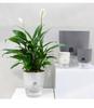 Transparent Double Layer Plastic Flower Pot Self Watering Flowerpot Cotton Rope Watering Small Plant Pot with Injection Port