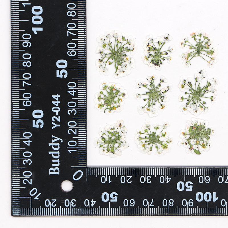 

Набор из 12 штук 1,5-2,5 см Снежный ком Прессованные Сушеные Цветы DIY Ручная работа Чехол для телефона Изготовление украшений Наполнение Натуральные Настоящие Сушеные Цветы белый