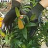 Paws Garden Gloves Flower Planting Stab-Proof Waterproof Weeding Explosive Latex Digging Gardening Gloves