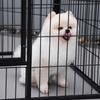 Small Dog Playpen, Indoor and Outdoor, Pet Fence with 6-Piece Steel and Metal Mesh, 125x80x70 cm, Black