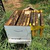 2pcs Beehive Inspection Bracket Beekeeping Tool Hive Frame Holder Beekeeping Industry For Honey Harvesting Beehive Supplies