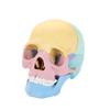 4d Human Skull Model Detachable Specimen Cranium Model Educational Toy