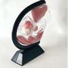 Female Transparent Uterus Anatomical Model, Uterus Model, Pelvis Rectum Teaching Model, for Medical Education and Training(Black)