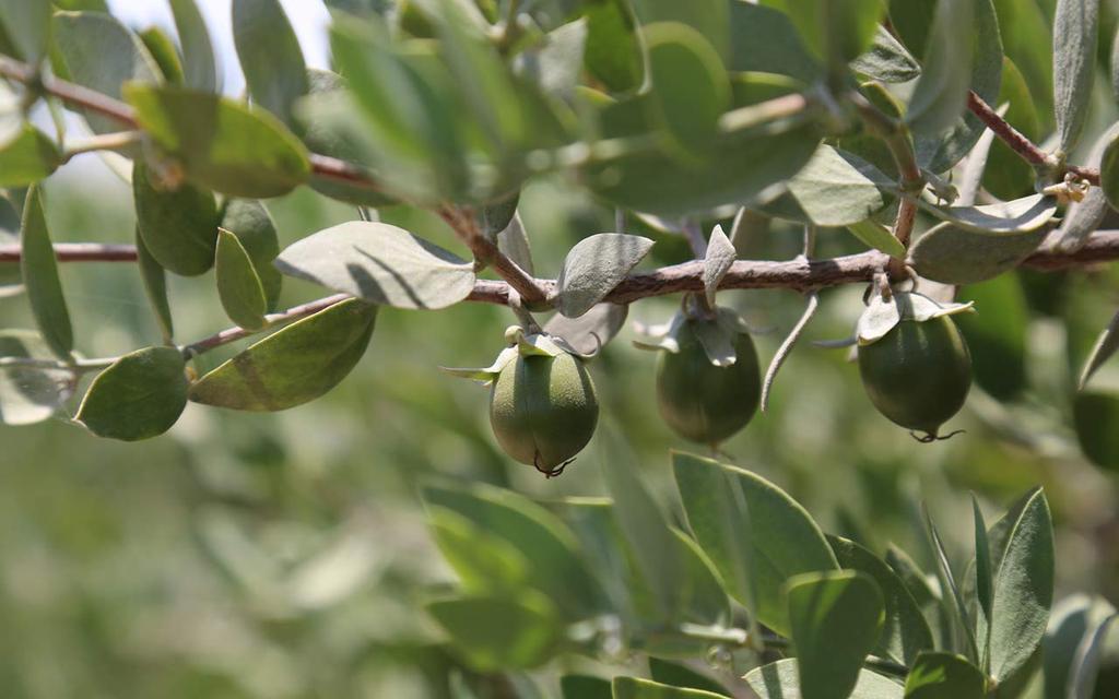 MUJI Jojoba Oil Moisturizing 50ml