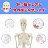 [Authentic, fully anatomical model for tabletop use] 45cm 1/4 scale compact human anatomy model. [A space-saving anatomical model with meticulous atte